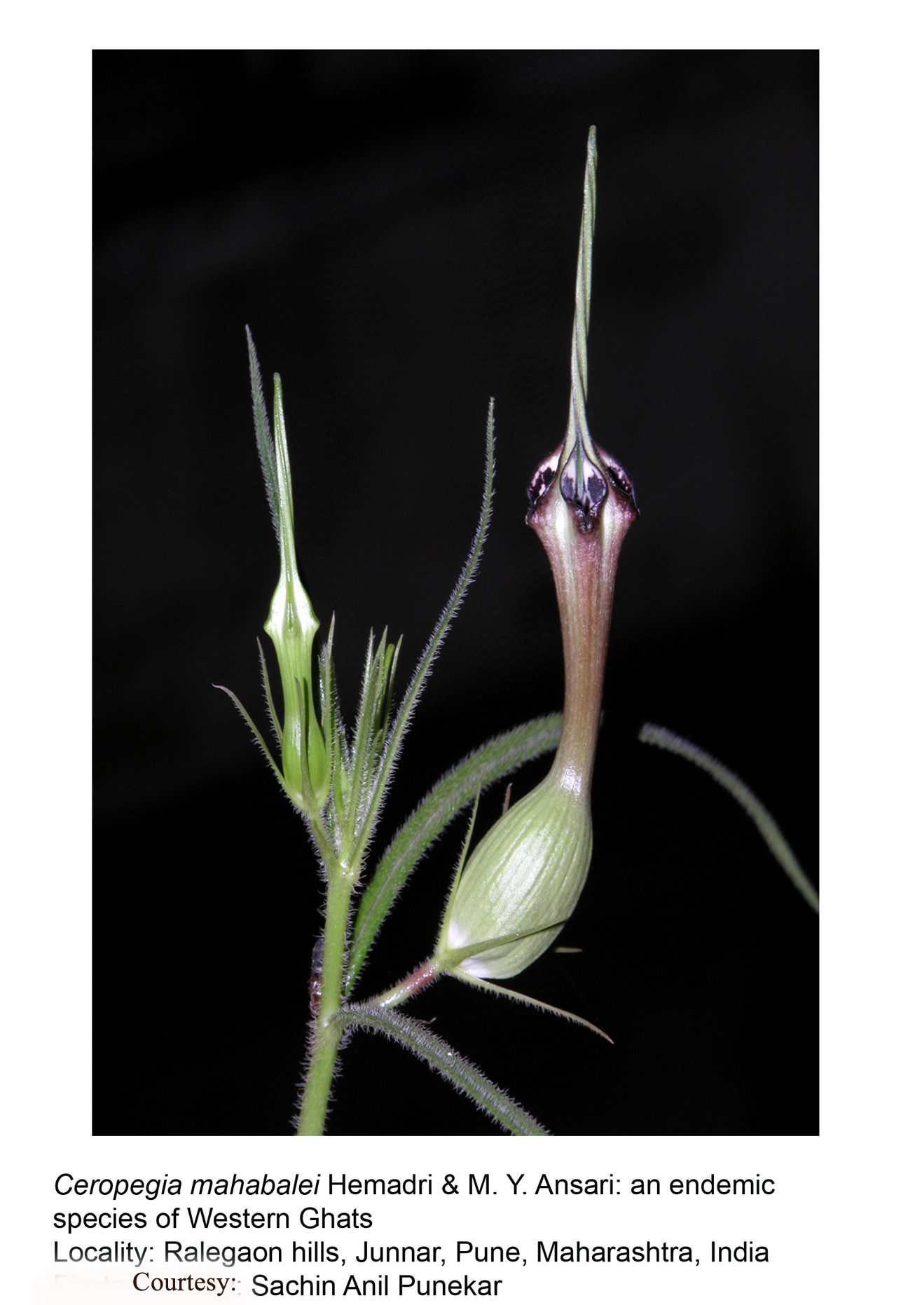 Ceropegia mahabalei Hemadri & M.Y. Ansari